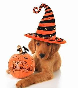 Halloween Dog