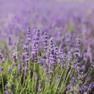 The Healing Power of Lavender