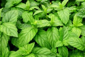 Peppermint Plant