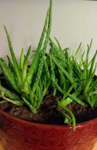 aloe vera plant